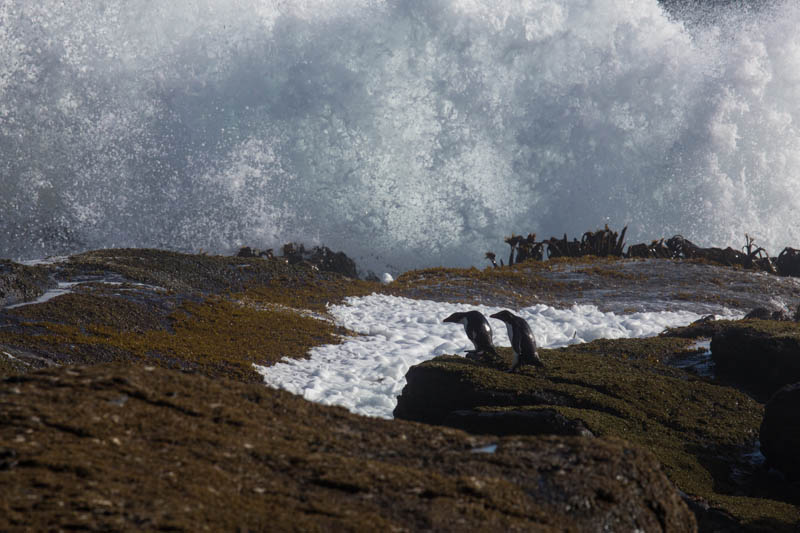 Rockhopper Penguins Along Shore