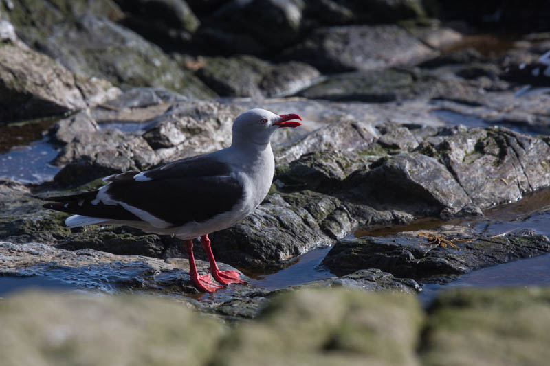 Dolphin Gull