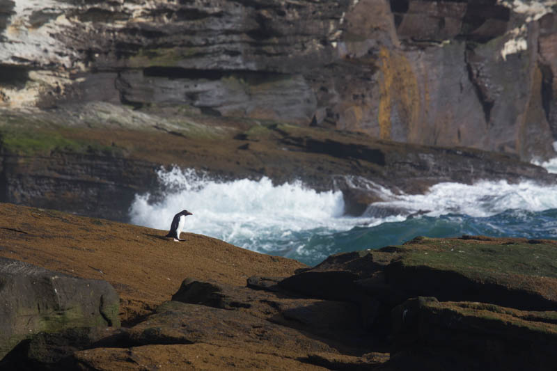 Rockhopper Penguin Along Shore