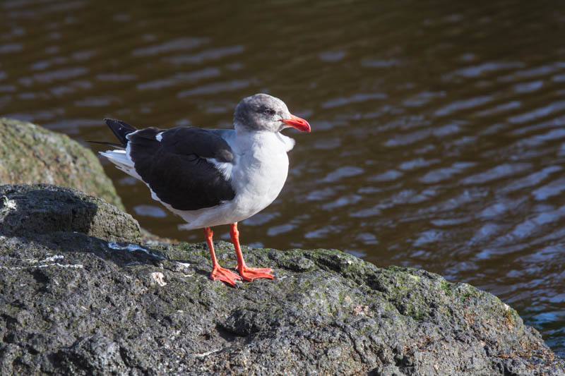 Dolphin Gull