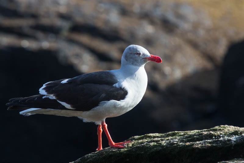 Dolphin Gull