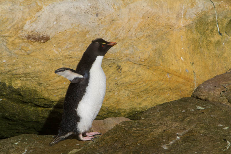 Rockhopper Penguin