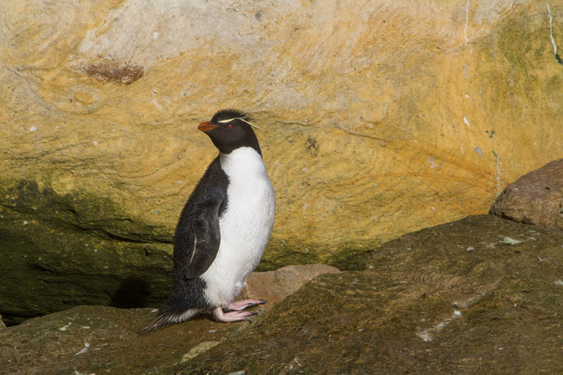 Rockhopper Penguin