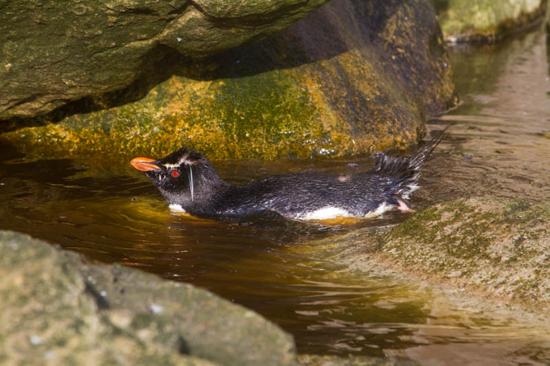 Rockhopper Penguin Bathing