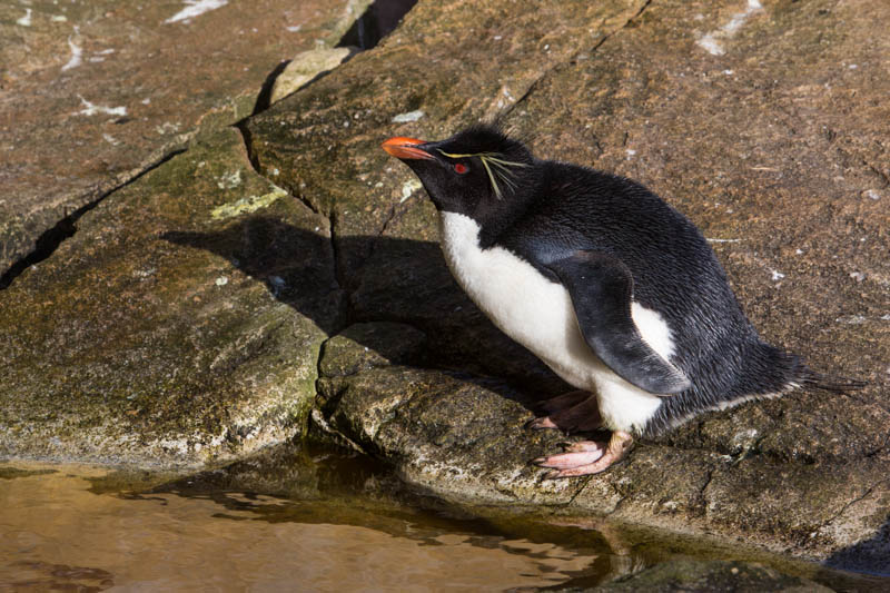 Rockhopper Penguin