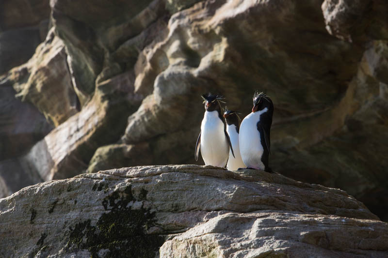 Rockhopper Penguins