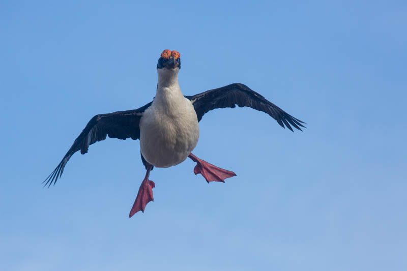 Imperial Cormorant In Flight