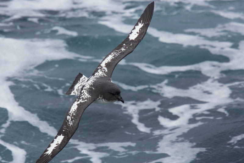 Cape Petrel In Flight