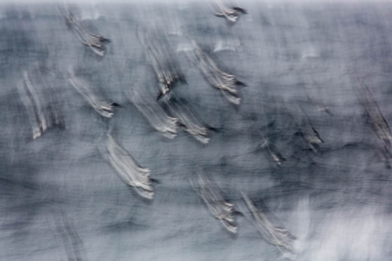 Cape Petrels In Flight