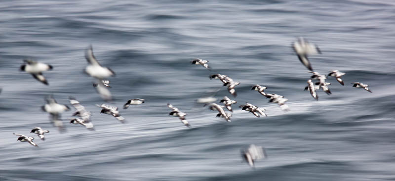 Cape Petrels In Flight