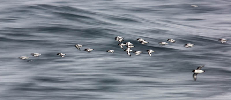 Cape Petrels In Flight