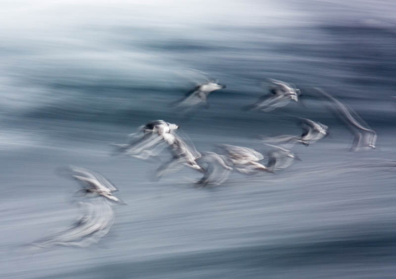 Cape Petrels In Flight