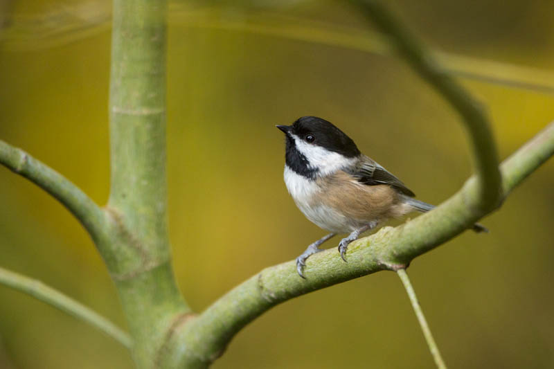 Black-Capped Chickadee