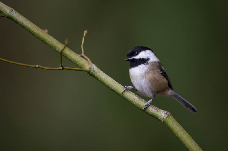 Black-Capped Chickadee