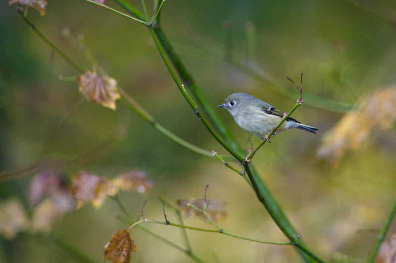 Ruby-Crowned Kinglet