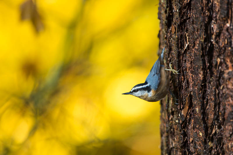 Red-Breasted Nuthatch