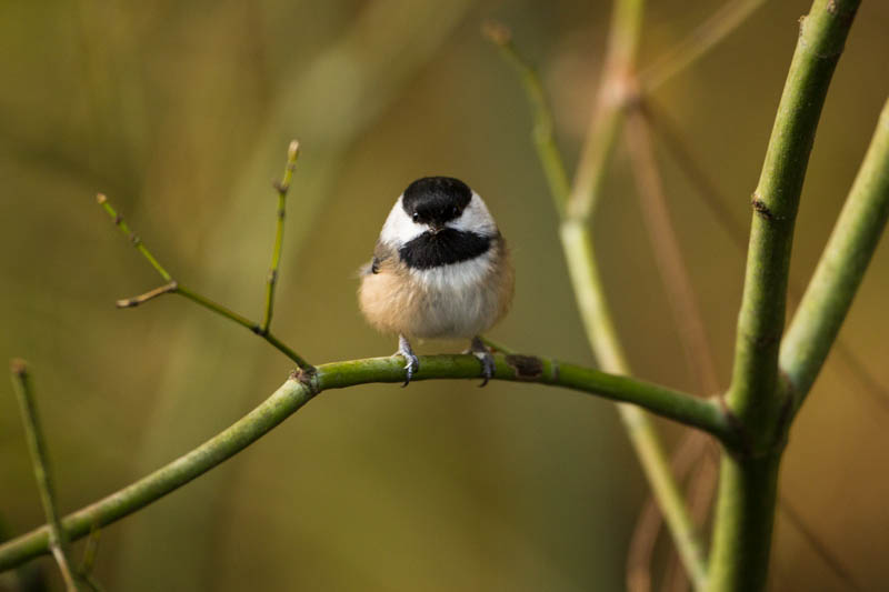 Black-Capped Chickadee