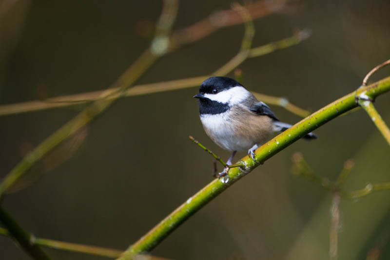 Black-Capped Chickadee