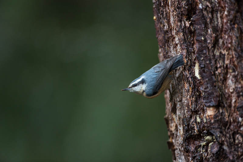 Red-Breasted Nuthatch