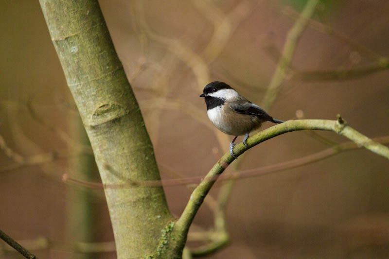 Black-Capped Chickadee