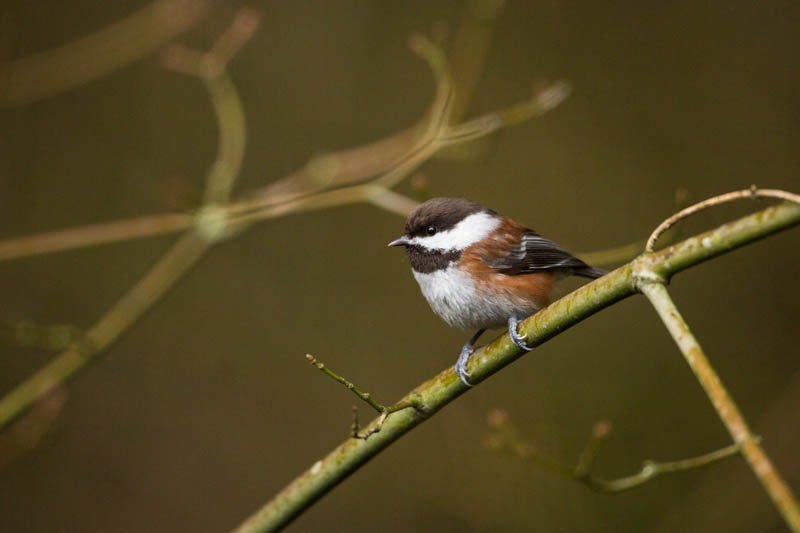 Chestnut-Backed Chickadee