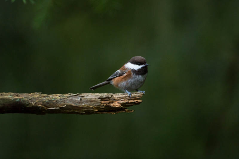 Chestnut-Backed Chickadee