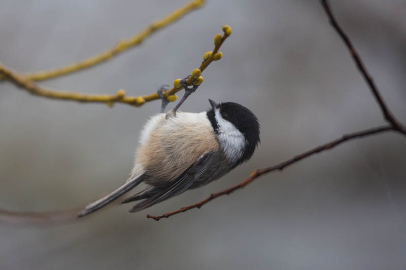 Black-Capped Chickadee