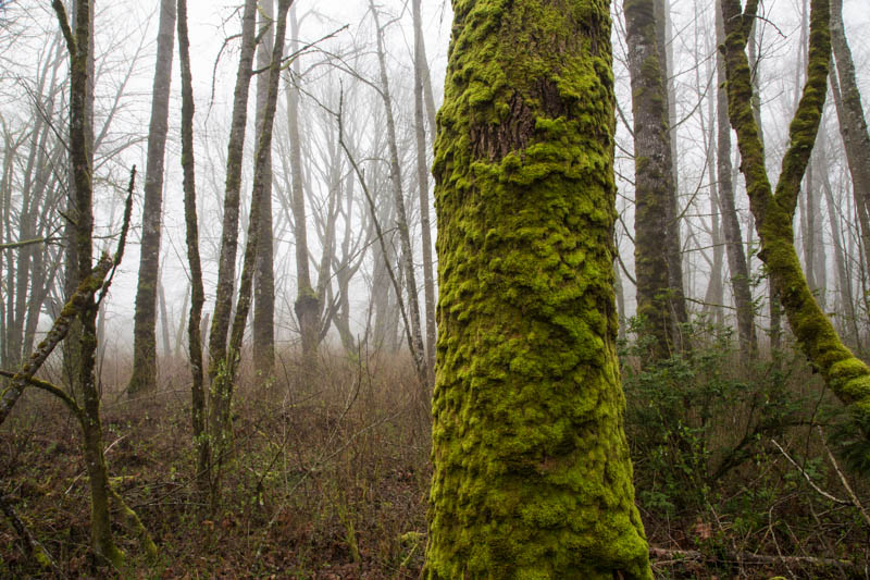 Forest In Mist