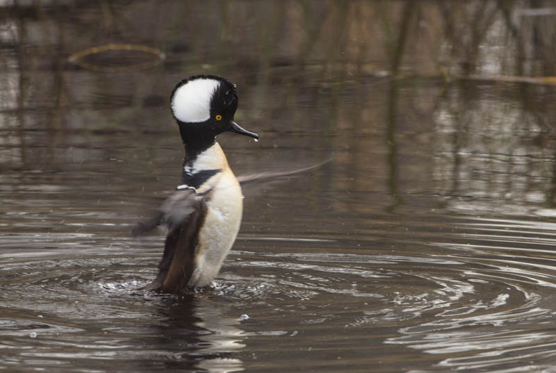 Hooded Merganser