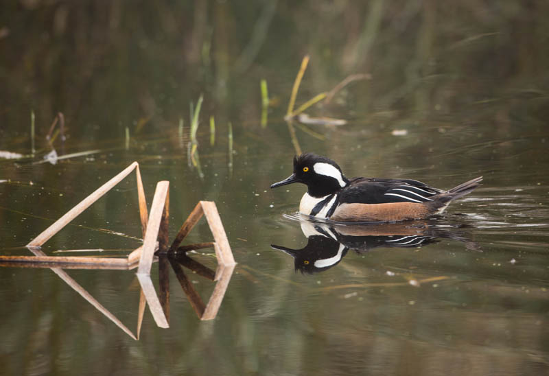 Hooded Merganser