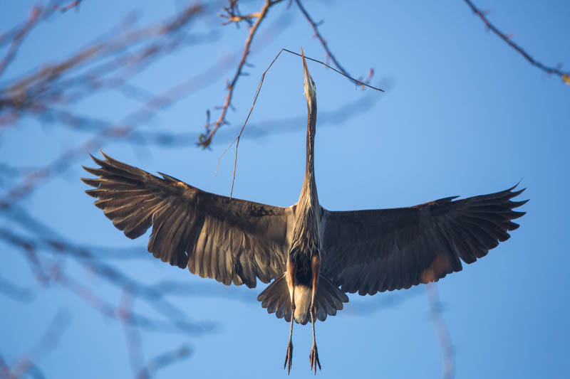 Great Blue Heron