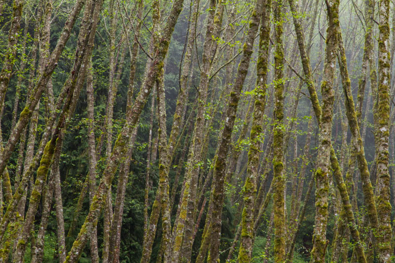 Forest In Spring