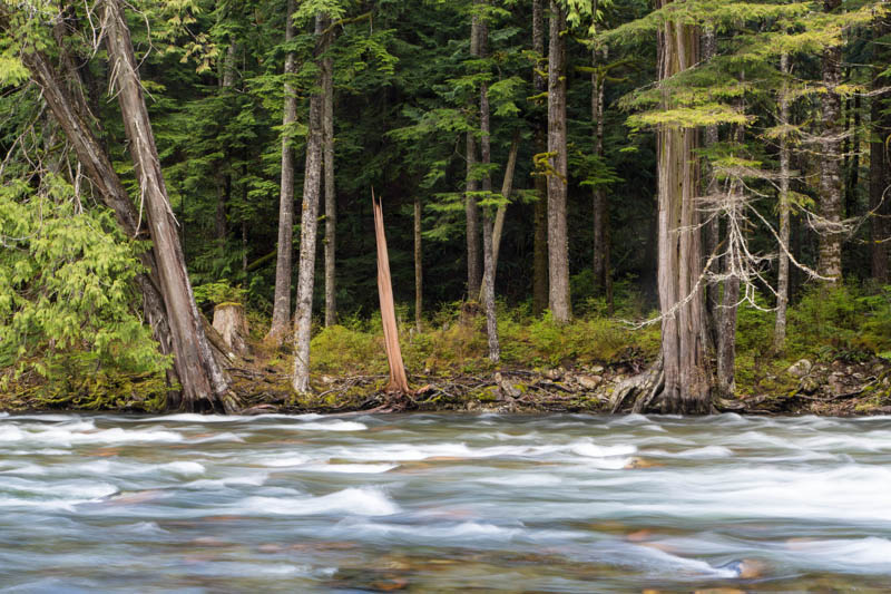 Trees Along Bank Of Snoqualmie River