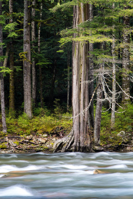 Trees Along Bank Of Snoqualmie River