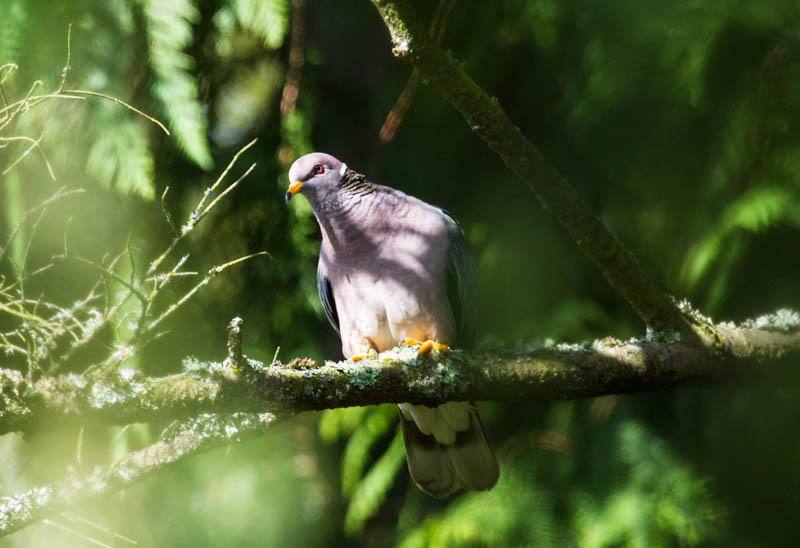 Band-Tailed Pigeon