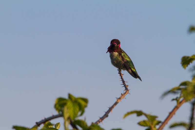 Annas Hummingbird