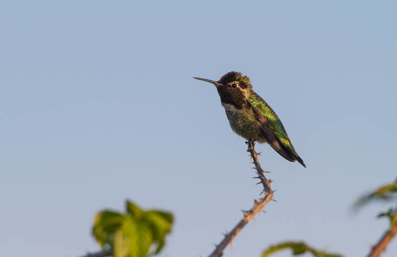 Annas Hummingbird