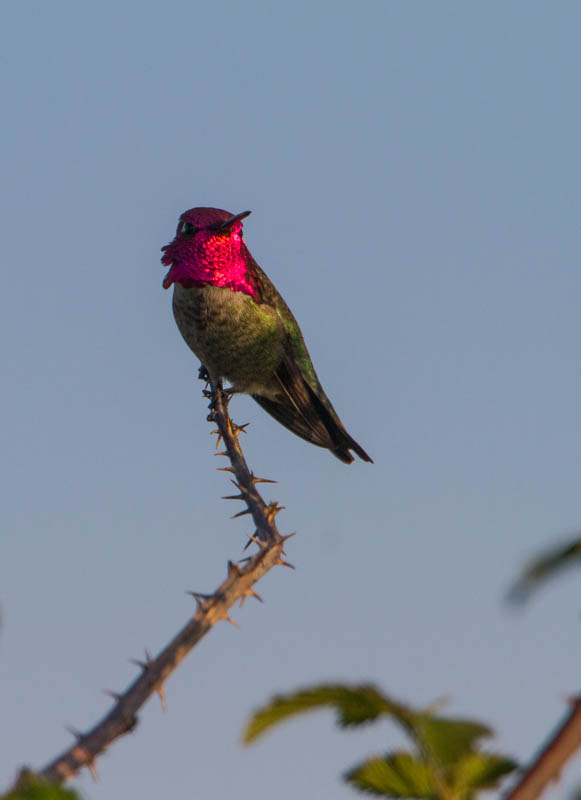 Annas Hummingbird