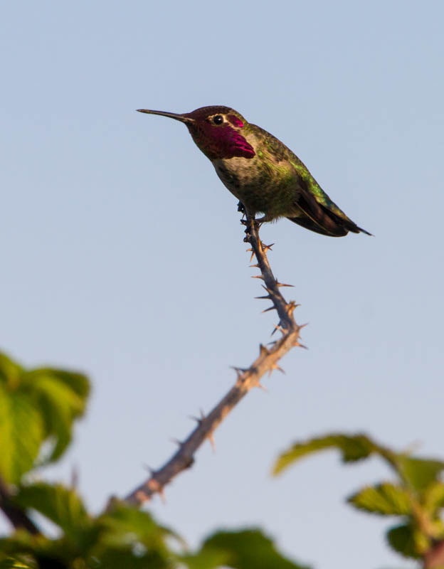 Annas Hummingbird