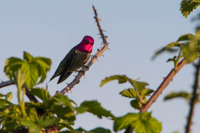 Annas Hummingbird