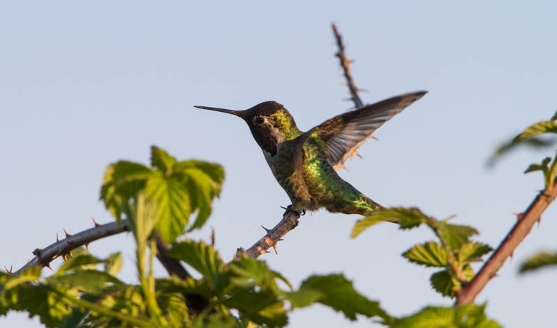 Annas Hummingbird