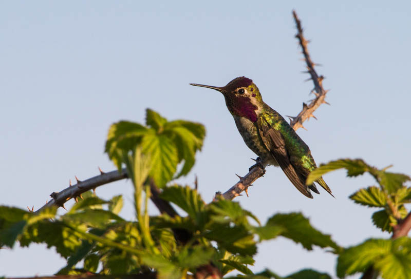 Annas Hummingbird