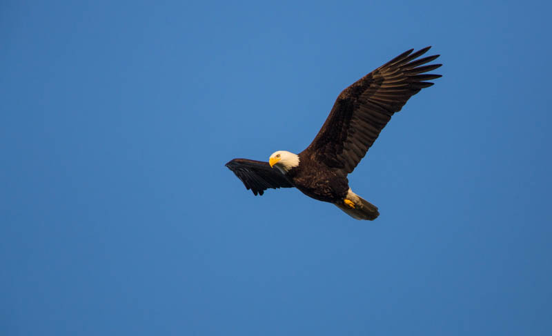 Bald Eagle In Flight