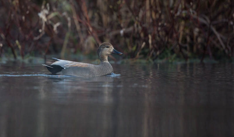 Gadwall