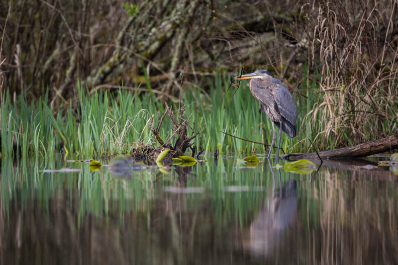 Great Blue Heron