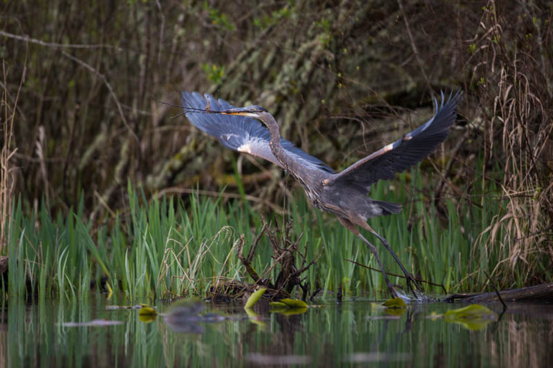 Great Blue Heron Taking Flight