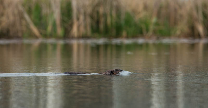 Beaver