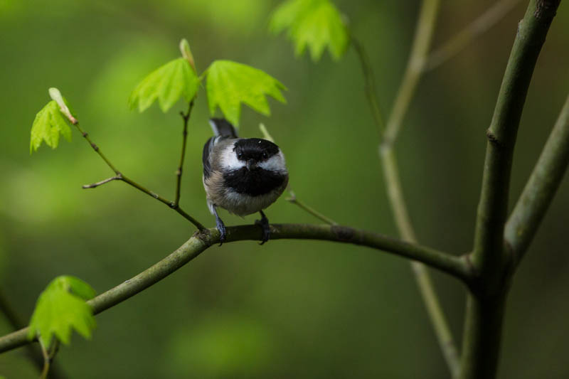 Black-Capped Chickadee