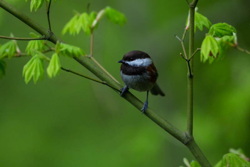 Chestnut-Backed Chickadee