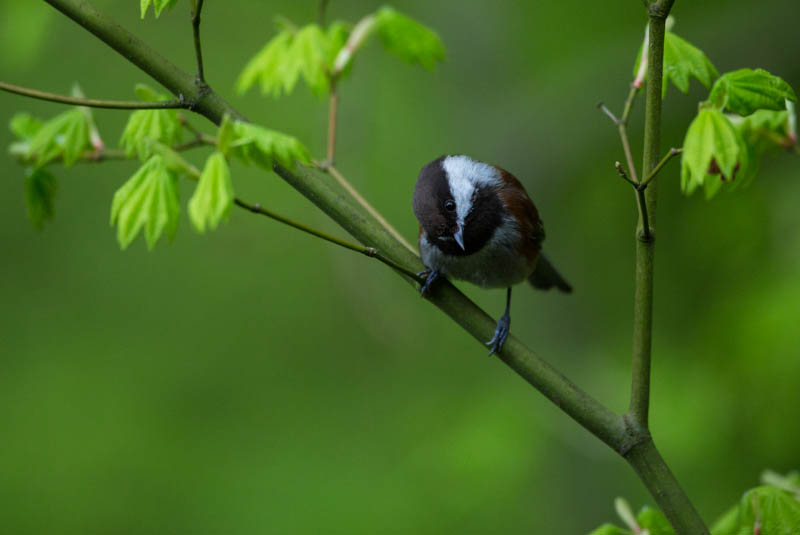 Chestnut-Backed Chickadee